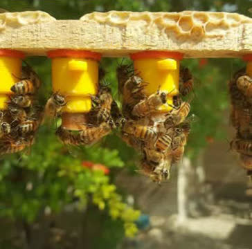  زنبور عسل